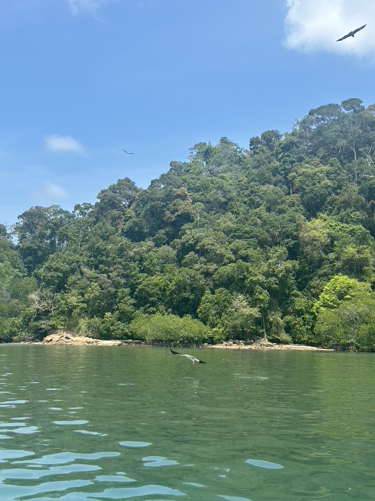 Pulau Singa（タカの餌やり）